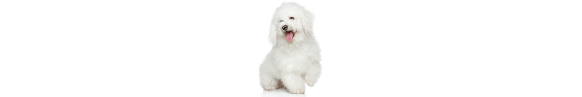 Bichon Frisé