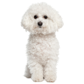 Bichon Frisé