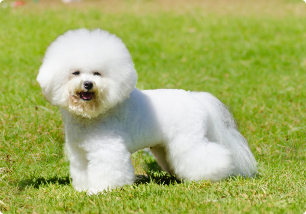 Bichon Frisé