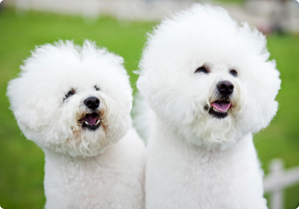 Bichon Frisé