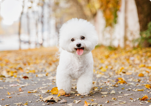 Bichon Frisé