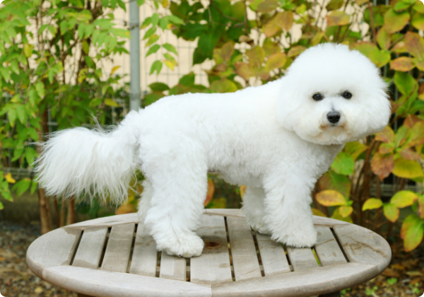 Bichon Frisé