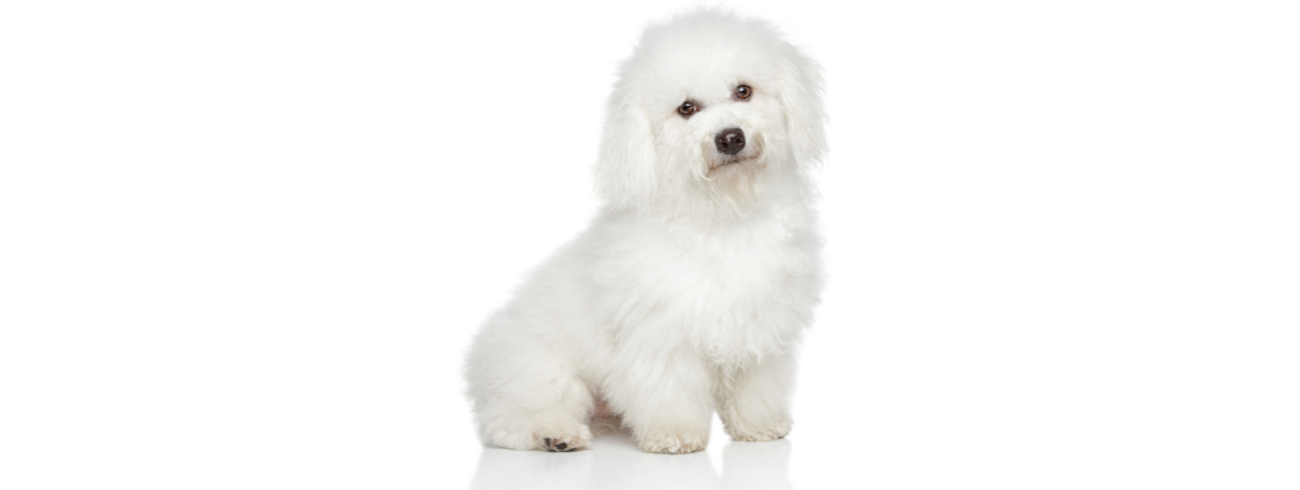 Bichon Frisé