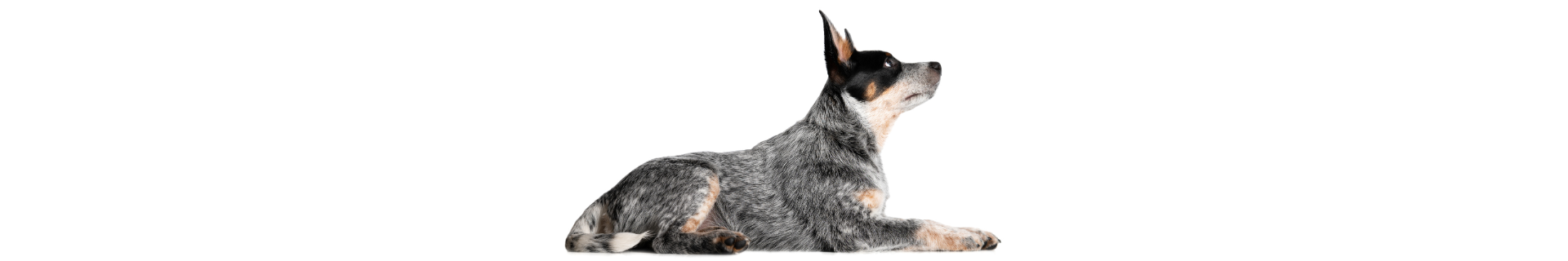 Blue Heeler
