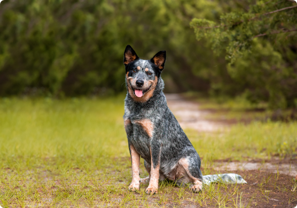 Blue Heeler