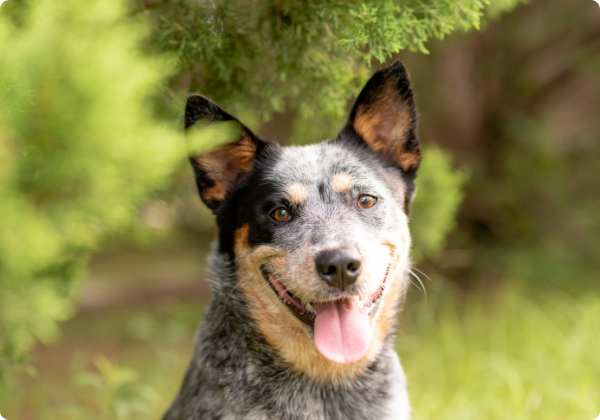 Blue Heeler