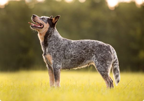Blue Heeler