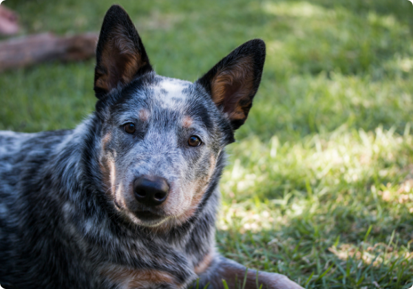Blue Heeler