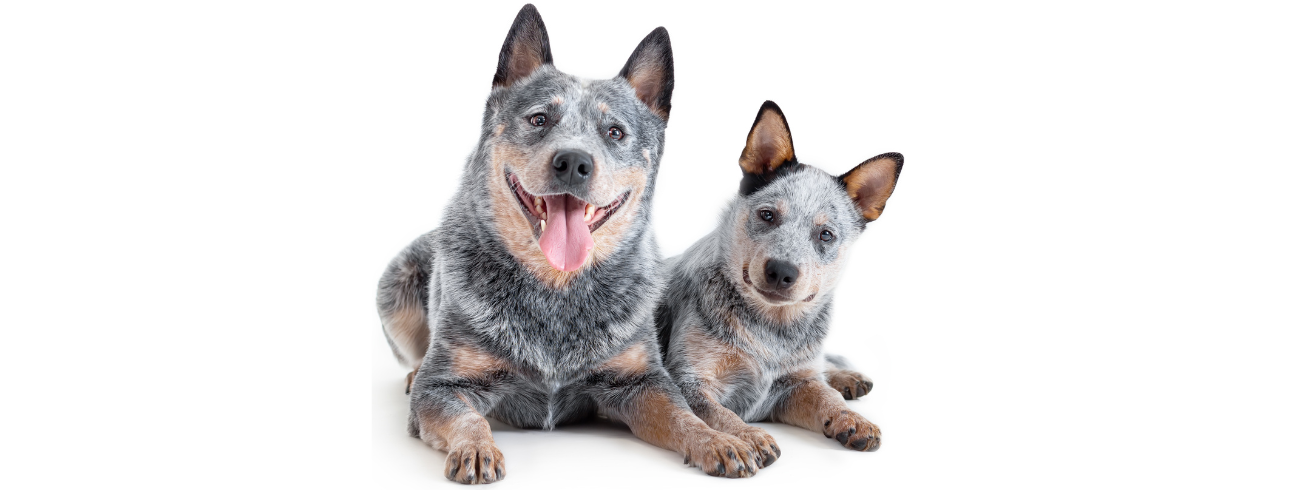Blue Heeler