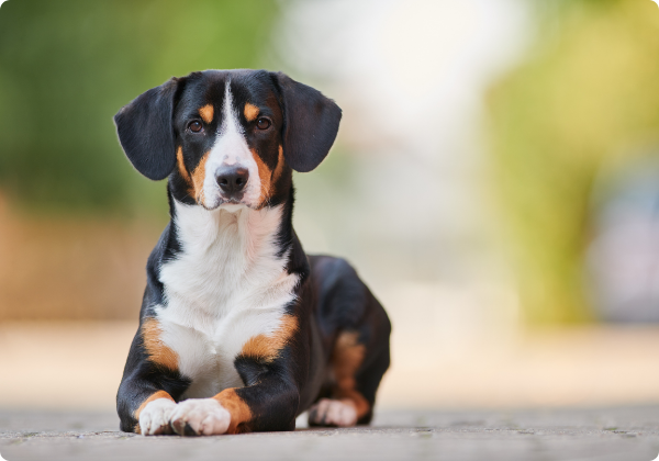 Boiadeiro de Appenzell