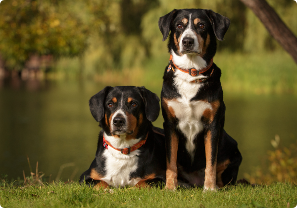 Boiadeiro de Appenzell
