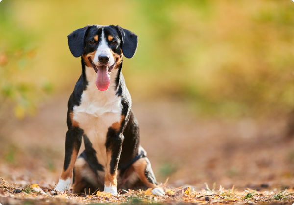 Boiadeiro de Appenzell