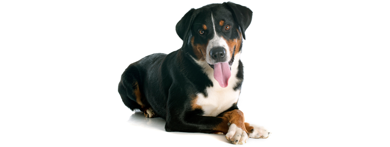 Boiadeiro de Appenzell