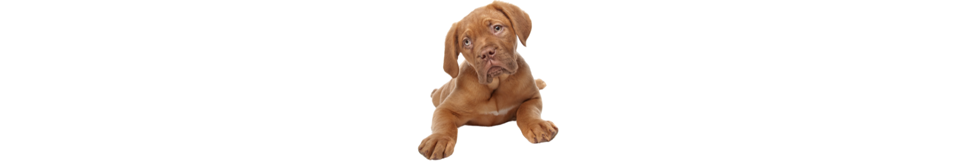 Dogue de Bordeaux