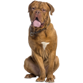 Dogue de Bordeaux