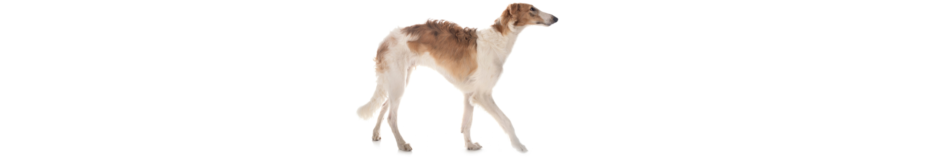 Borzoi
