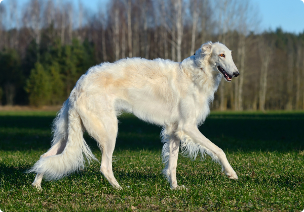 Borzoi