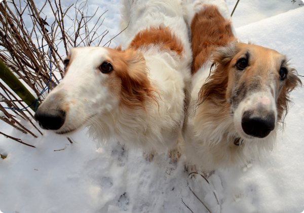 Borzoi