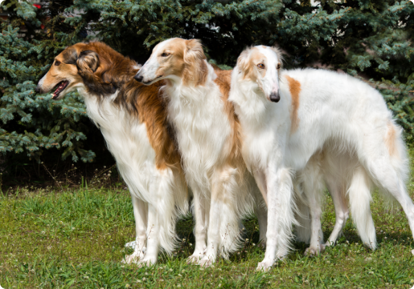 Borzoi
