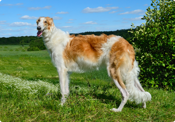 Borzoi