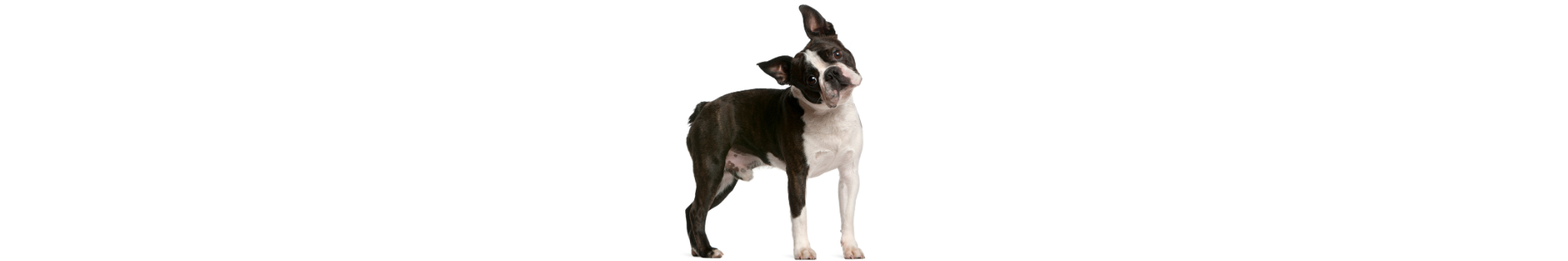 Boston Terrier