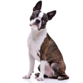Boston Terrier