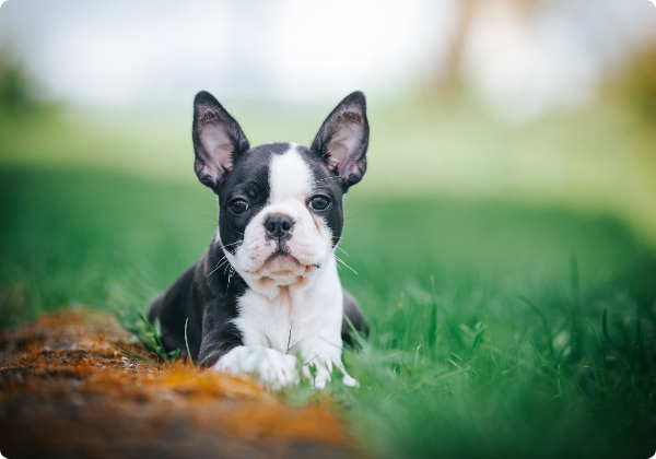 Boston Terrier