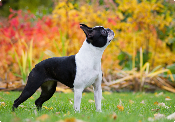 Boston Terrier