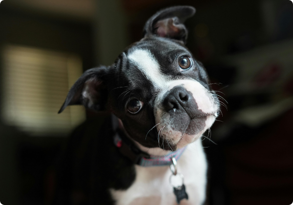 Boston Terrier