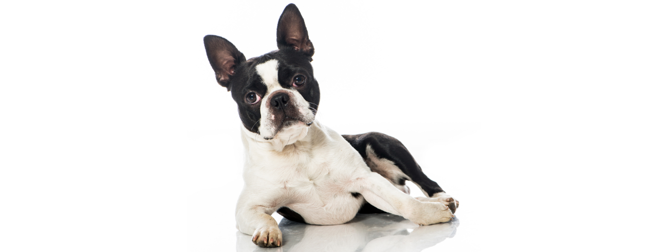 Boston Terrier