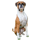 Boxer