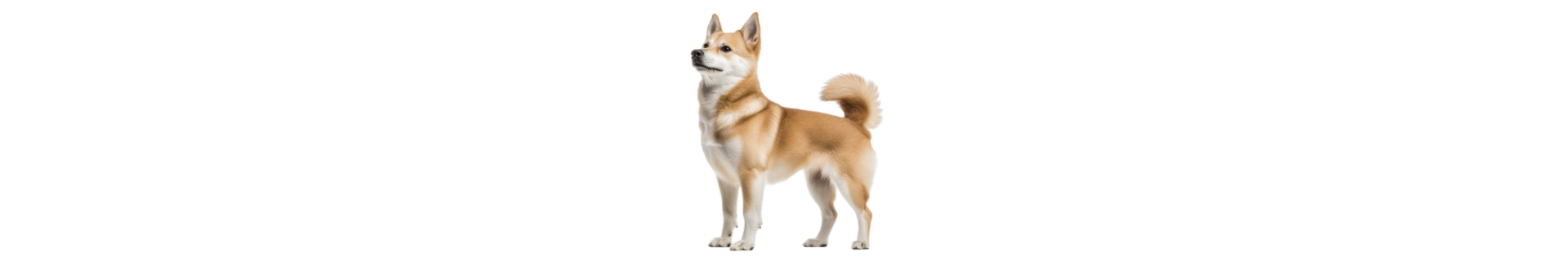 Buhund Norueguês