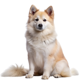 Buhund Norueguês