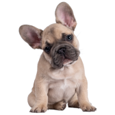 Bulldog Francês