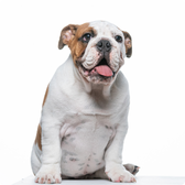 Bulldog Inglês