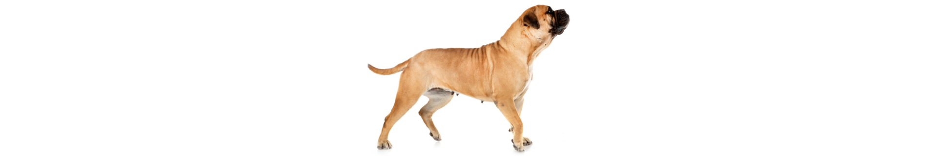 Bullmastiff