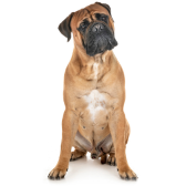 Bullmastiff