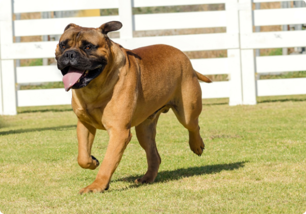 Bullmastiff