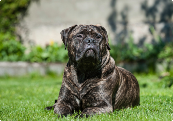 Bullmastiff