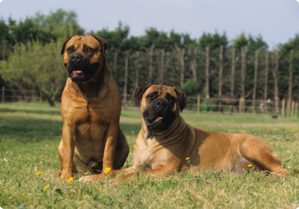 Bullmastiff