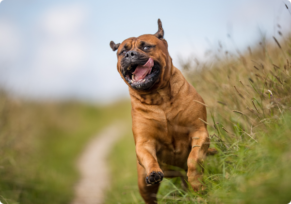 Bullmastiff
