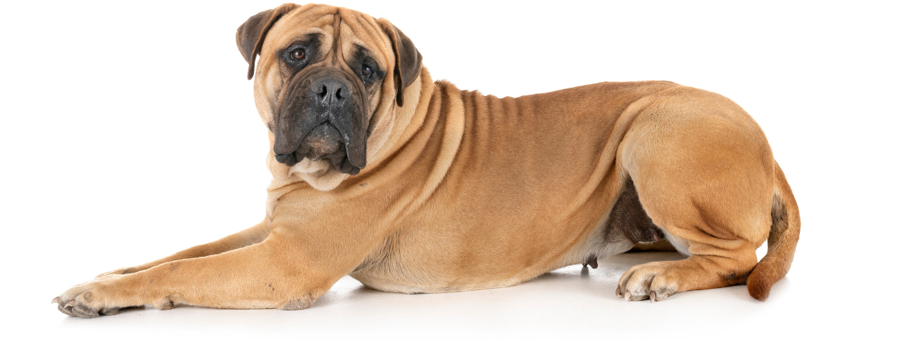 Bullmastiff
