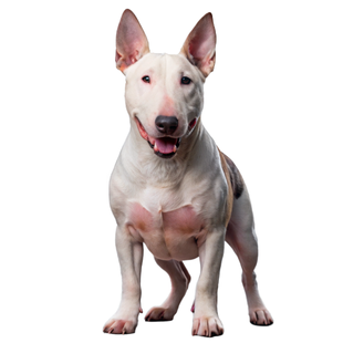 Bull Terrier