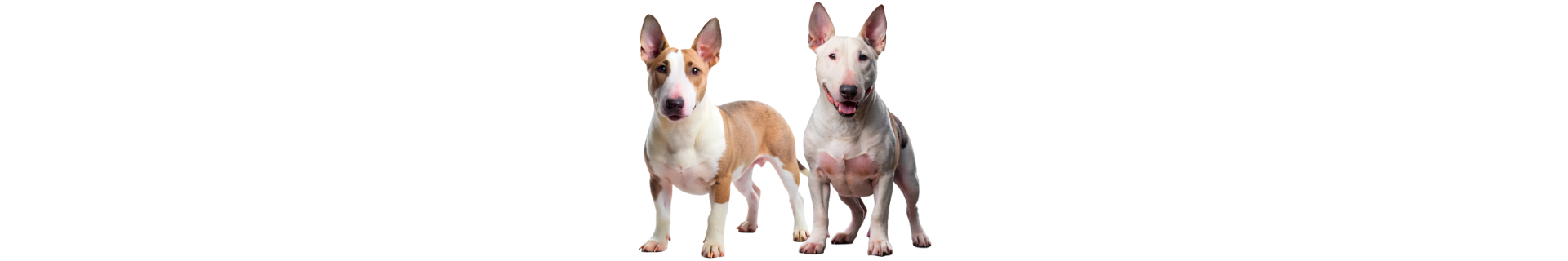 Bull Terrier