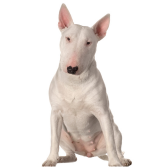 Bull Terrier