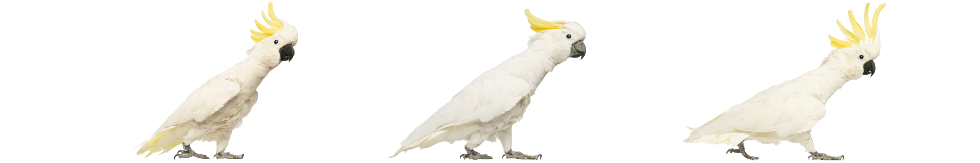 Cacatua