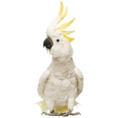 Cacatua-de-crista-amarela