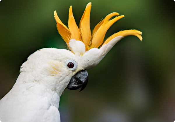 Cacatua