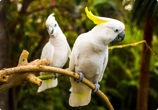 Cacatua