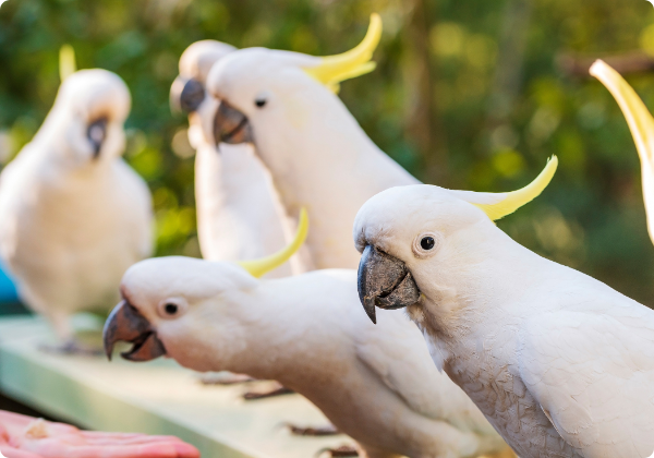 Cacatua